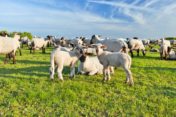Fototapeta na wymiar A summer landscape and herd sheep