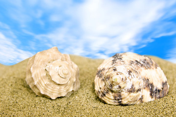 sea shells on the beach under blue sky
