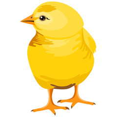 Small yellow chicken isolated on white background