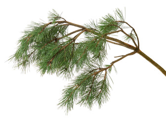 Pine branch,isolated.