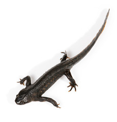 Newt (Triturus vulgaris)