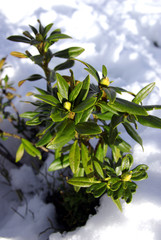 Evergreen plant in snow