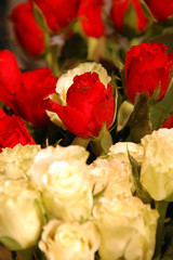Rosengruß