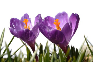 violette Krokusblüten, weißer Hintergrund