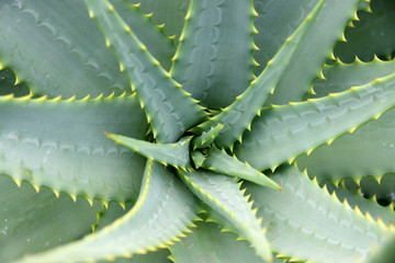 Fototapeta premium aloe vera