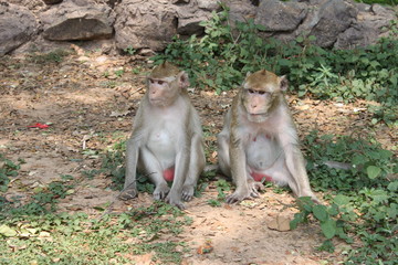 Naklejka premium Monkey friendship