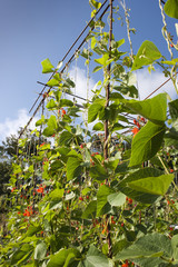 Runner Bean Stalks
