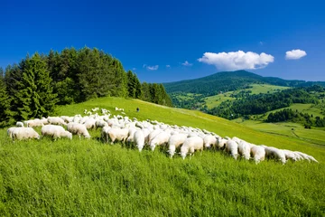 Foto op Plexiglas sheep herd, Mala Fatra, Slovakia © Richard Semik