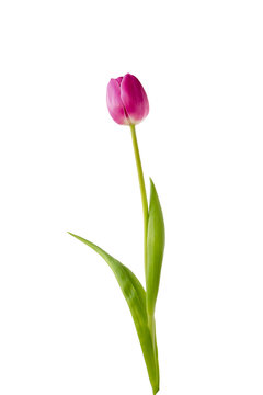 Purple tulip on white background