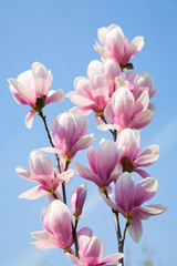 Fototapeta na wymiar kwiaty magnolii
