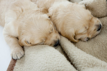 Fototapeta na wymiar sleeping puppies of golden retriever