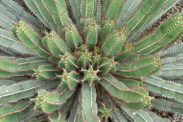 Naklejka na ściany i meble Cactus of Mexico