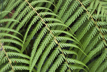 Closeup Study of Tree Fern