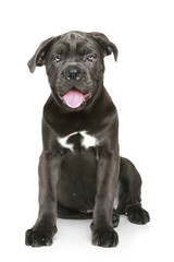Obraz premium Cane corso dog puppy