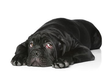 Cane corso dog puppy lying on a white