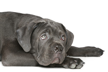 Obraz premium Cane corso puppy lying on a white