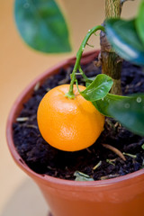 Ripe Tangerine