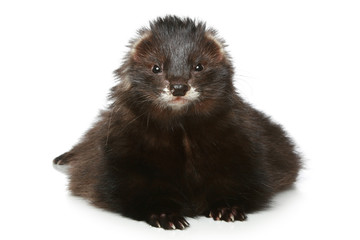 Ferret lying on a white background
