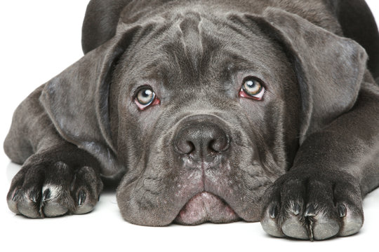 Cane corso dog puppy Close-up portrait