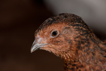 Portrait of a male Quail