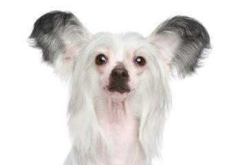 Chinese Crested Dog portrait