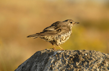 Zorzal en la roca