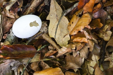 Cracked Egg On Woodland Floor