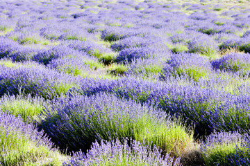 Fototapeta na wymiar Lawendowe pole, Plateau de Valensole, Provence, Francja