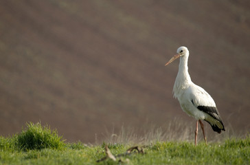 Cigüeña y paisaje