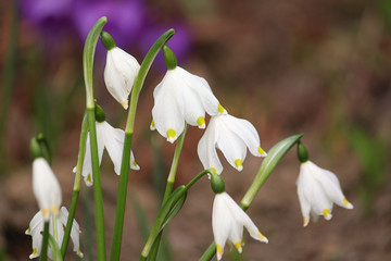 Obraz premium Märzenbecher