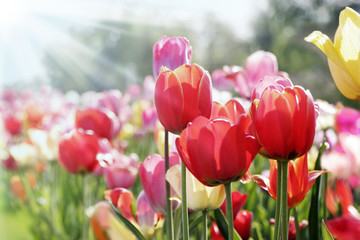 Naklejka premium Wiosenne słońce na łóżku tulipanów