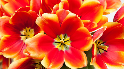 Obraz na płótnie Canvas Close-up of bundled red tulips