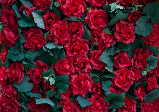 wall of roses