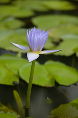 Fleur de nénuphar dans le jardin de pamplemousse à Maurice