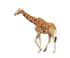 giraffe isolated on white background - obrazy, fototapety, plakaty