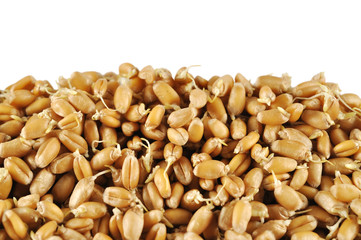 Wheat germs background