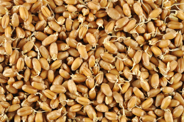 Wheat germs background