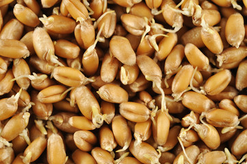 Wheat germs background