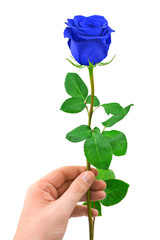 Blue rose in hand