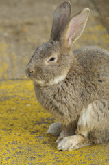 European rabbit