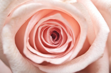 Fototapeta na wymiar Pink Rose Close Up
