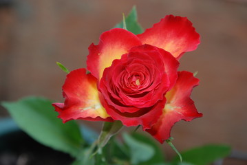 rose