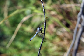 Libélula zul, anisoptera