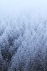 霧氷林