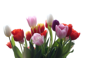 Tulpenstrauß1
