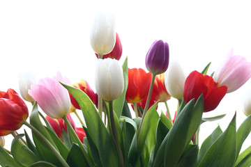 Fototapeta premium Tulpenstrauß2