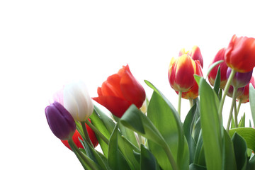 Tulpenstrauß11