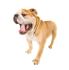 Obraz premium bulldog