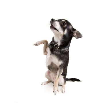 high five dog