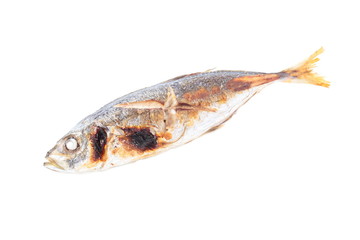 horse mackerel